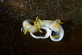   Polycera quadrilineata spawning kelp. Shot Canon EOS 350D 100mm macro 2x Nikonos SB105 strobes. kelp SB-105 SB 105 strobes  